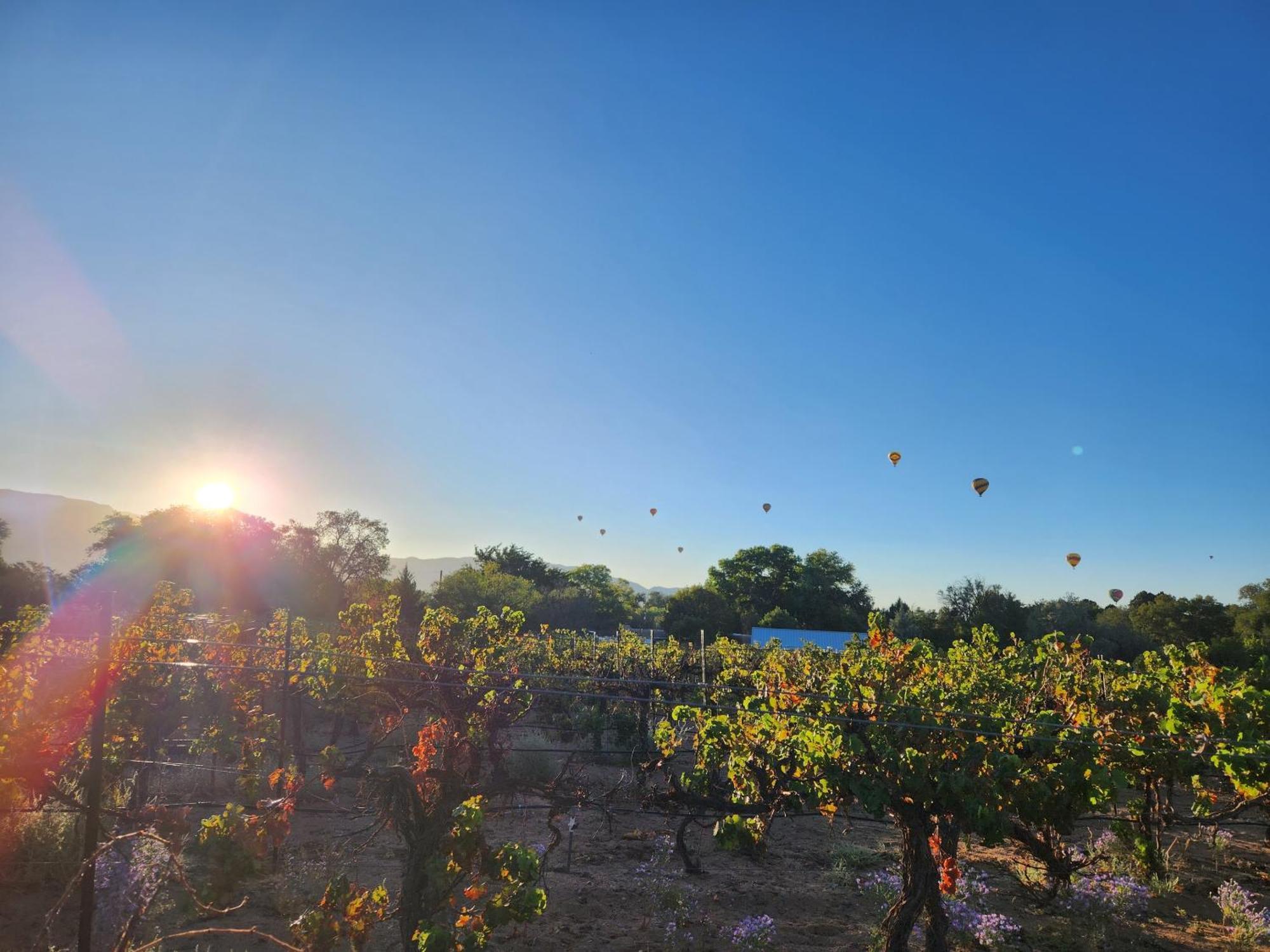 Red Mountain Manor Vineyard And Guesthouse Rio Rancho Exterior photo
